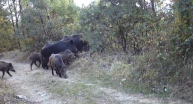 Kütahya'da iki domuzun kavgası ve "meraklı ayı" fotokapanla görüntülendi