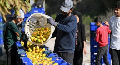Mandalina rekoltesiyle üretici ve ihracatçıyı sevindirdi