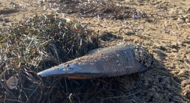 Marmara Denizi'ndeki fırtına ekosistemin umudu pinalara da zarar verdi
