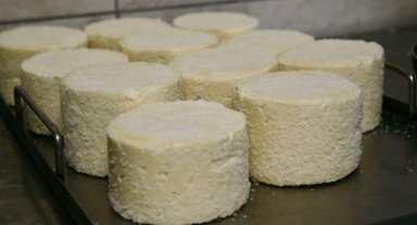 Mengen'in coğrafi işaretli peyniri, kooperatif çalışmasıyla ününü yayacak