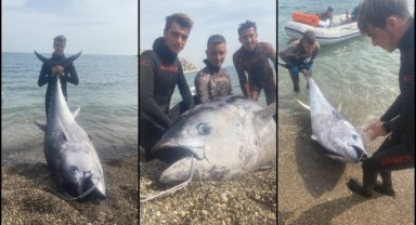 Mersin'de zıpkınla 150 kilogramlık orkinos avlandı