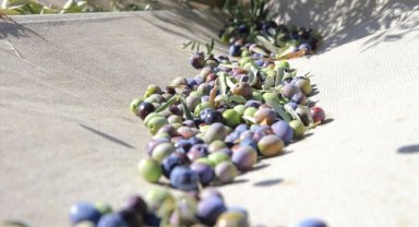 Muğla'da yetiştirilen zeytin ve zeytinyağı birçok ailenin geçim kaynağı