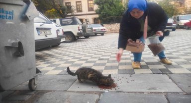 Nallıhan'da sahipsiz kediler beslendi