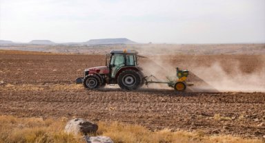Nevşehir Belediyesi ihtiyaç sahipleri için buğday ekti