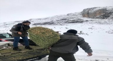 Niğde'de yaban hayvanları için doğaya yem bırakıldı