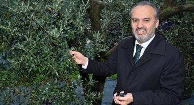 Orhangazi’de de zeytin hasadı başladı