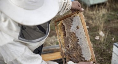 Prolin değeri 850 çıkan Karayazı balı tescil yolunda
