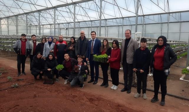Sarıcakaya'da topraksız yetiştirilen marullar hasat edildi
