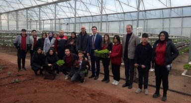 Sarıcakaya'da topraksız yetiştirilen marullar hasat edildi