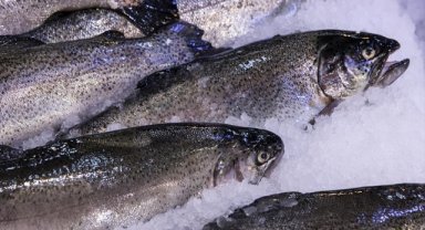 Su ürünleri ihracatının yıl sonunda 2 milyar dolara yaklaşması bekleniyor