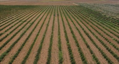 Tarımda genel sayıma gelecek yıl başlanacak