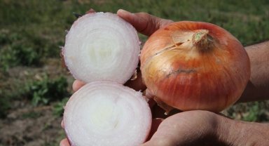 Tokat'ta hasadı tamamlanan soğanda 13 bin tona yakın rekolte bekleniyor