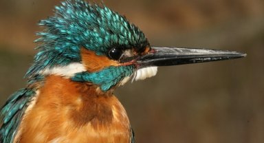 Türkiye'deki kuş türlerinden 120'sinin popülasyonu son 22 yılda artış gösterdi