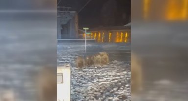 Uludağ'da ayılar yerleşim yerlerinde yiyecek ararken görüntülendi