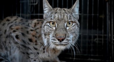 Van'da nesli tükenme tehlikesi altındaki yaralı vaşak için ekipler seferber oldu