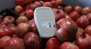 Yapay zeka ile "uyutulan" meyve, sebze ve çiçeklerin raf ömrü uzuyor