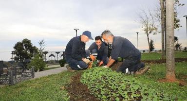 Akçaabat'ta seralarda yetişen çiçekler dikiliyor