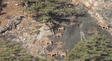 Aladağlar'daki yaban keçisi sayısı 2 bin 604'e ulaştı