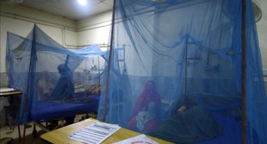 Amerika ve Karayipler'de bu yıl 4 milyondan fazla kişi dang hummasına yakalandı