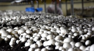 Bilecikli girişimci, devlet desteğiyle kurduğu tesiste bir yılda 100 ton kültür mantarı üretti