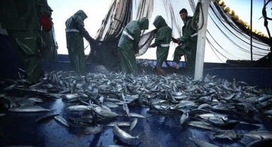 BM: Akdeniz ve Karadeniz'de aşırı avlanma son 10 yılın en düşük seviyesine indi