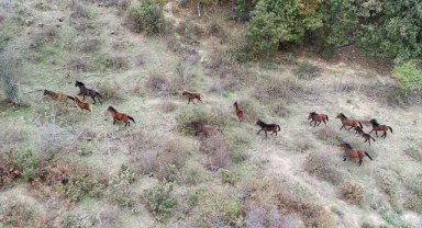 Çanakkale'nin kırlarında koşan yılkı atları doğaya ayrı güzellik katıyor