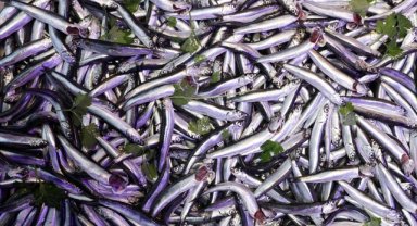 Doğu Karadeniz'de balıkçılar hamsi bolluğu için soğuk havayı bekliyor