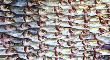 Doğu Karadeniz'in su ürünleri ihracat geliri 11 ayda yüzde 27 arttı