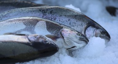 Doğu Karadeniz'in Türk somonu ihracatı yüzde 41 arttı
