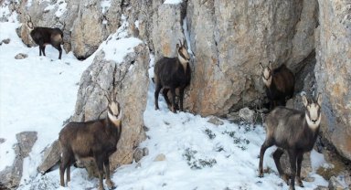 Erzincan'da karlı arazide yiyecek arayan çengel boynuzlu dağ keçileri görüntülendi