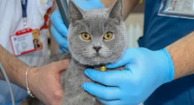 Erzurum'da yüksekten düşen kedi "Dino" mikrocerrahi müdahaleyle felç kalmaktan kurtarıldı