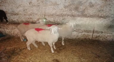 Eskişehir'de asayiş