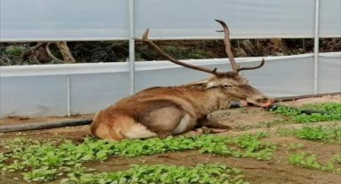 Eskişehir'de roka üretilen seraya giren geyik görüntülendi