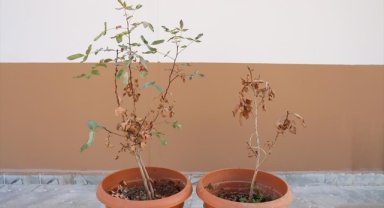 Fıstık ağaçlarındaki kuruma laboratuvarda geliştirilen organizma ile durduruldu