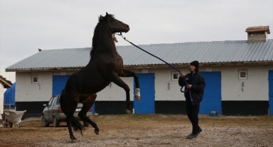 Gazi Koşusu'nu kazanan yarış atı Divine Heart, damızlık olarak kullanılıyor
