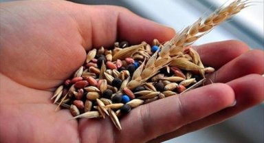 Geliştirilen yeni tohumlar hububatta verimliliği artırdı