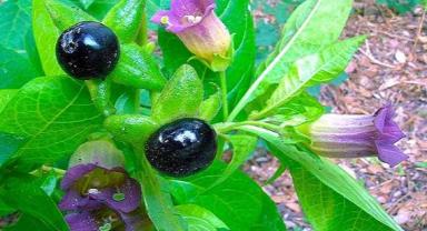 Güzelavrat Kayseri'de 30 kişiyi zehirledi!