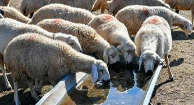 Hayvan işletmelerinin su faturalarına destek!