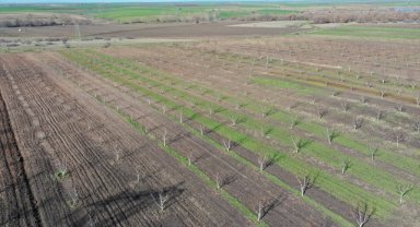 Hazine'ye ait 1,3 milyar metrekare tarım arazisi 80 bin çiftçiye kiralandı