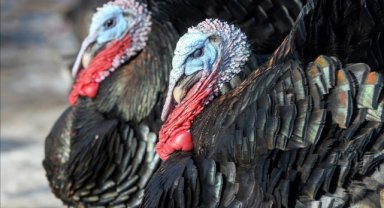 Hindi satışı, pazardan e-ticaret sitelerine taşındı