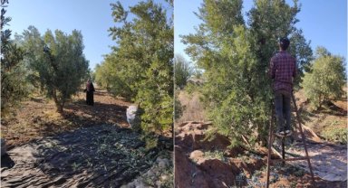 İslahiye'de 18 bin 700 dekarlık alanda zeytin hasadı yapılıyor