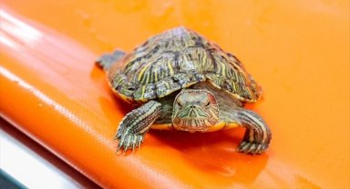 "İstilacı kaplumbağa" bırakıldığı sularda endemik türlerin varlığını tehdit ediyor