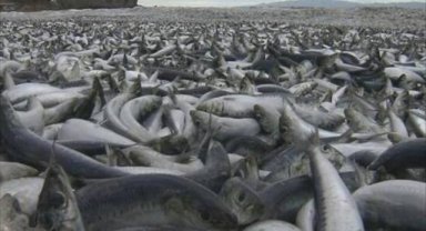 Japonya'nın Hakodate kentinde binlerce balık kıyıya vurdu