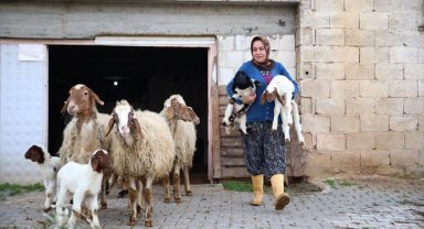Kadın besici 3 yılda hayvan sayısını 17'den 91'e çıkardı