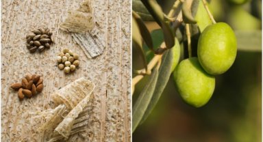 Kahramanmaraş tarhanası ve Edremit Körfezi yeşil çizik zeytinine AB tescili