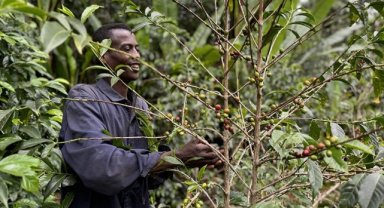 Kahvenin tarladan fincana serüvenini yerinde takip ediyorlar