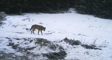 Kastamonu'da yaban hayatı akademisyenlerce mercek altına alındı