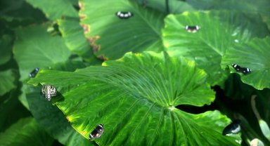 Kelebek Bahçesi 30 bin kelebek ile Şebiarus için süslendi