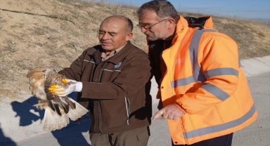 Kırşehir'de karayolları ekiplerinin yaralı halde bulduğu kızıl şahin tedavi ediliyor