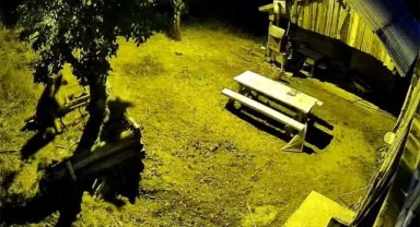 Kış uykusuna yatamayan ayılar arı kovanlarına dadandı